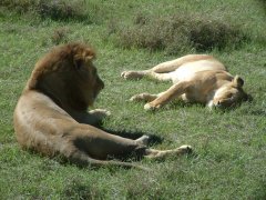 19-Lion couple